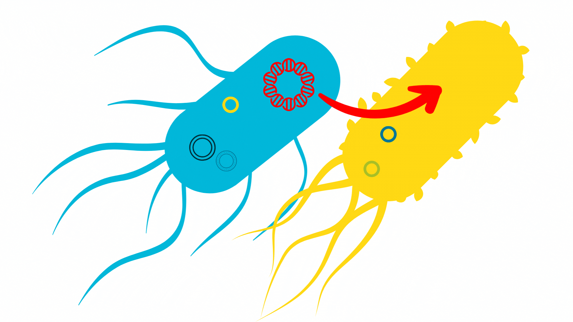 Spreading of antbiotic resistance between bacteria