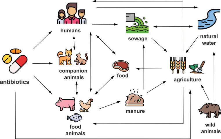 transmission routs of AMR